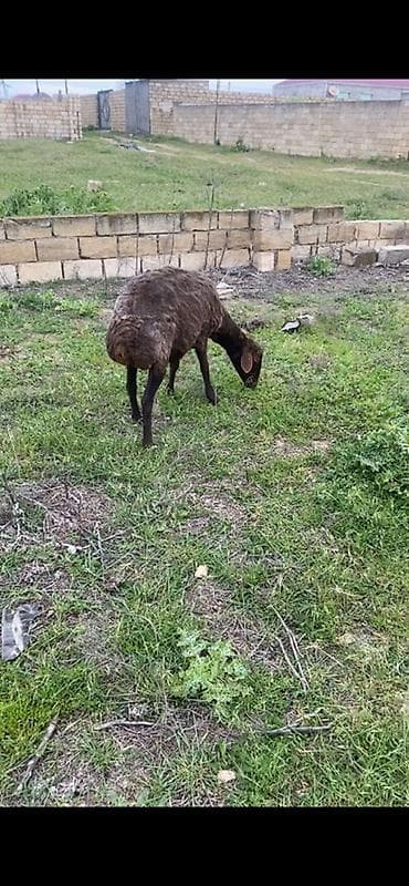 unvan az qoyun satilir: 4 ayliq bogaz qoca qoyun — 1