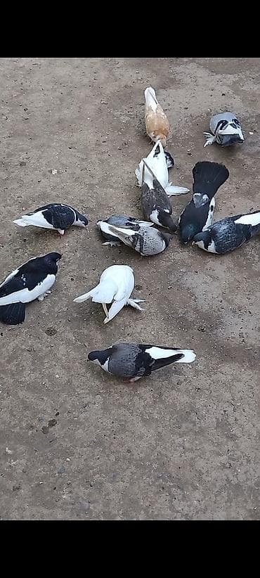 popugay satisi: 13 eded göyercin 7 ededi delfin 3 ededi start 3 ededide dekarativ — 5