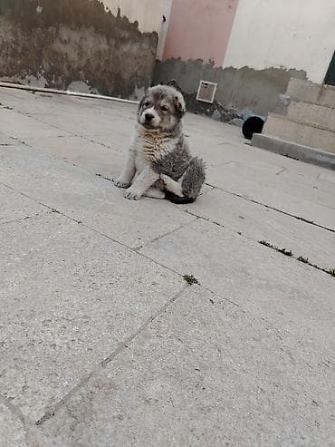 it aliram bakida: Kanqal, 1 ay, Erkek — 2