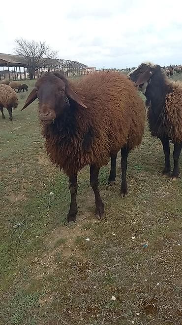 qoyun sortları: Qoyun satılır – yerli qara başlı, qəhvəyi yunlu sürü heyvanı - — 9