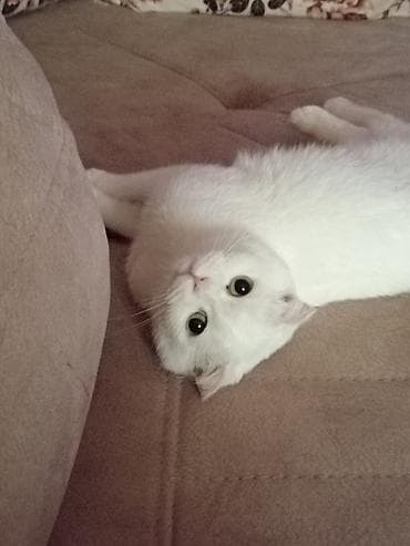 Digər heyvanlar: Şotland yastı qulaq — 4