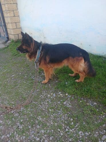 qafqaz coban iti satisi: Alman çoban iti, Erkek — 3