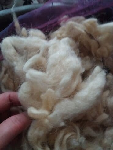 yun: Чистая шерсть 5 манат за килограмм — 1