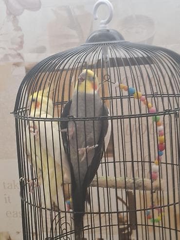 mal bazari: Təsvir: - 2 ədəd carella papuqayı: biri açıq sarı-ağ rəngdə, digəri — 10
