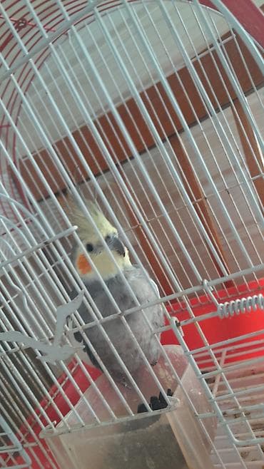 Quşlar: Nimfa (Cockatiel) tutuquşu və qəfəs dəsti - Növ: Nimfa tutuquşu — 4