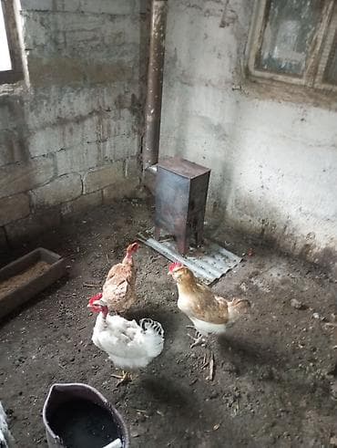 Atlar: Toyuq, Damazlıq, Ünvandan götürmə — 4