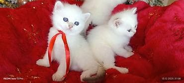 Ağ tüklü balaca pişik balaları - Rəng: qar kimi ağ, quyruq və qulaq