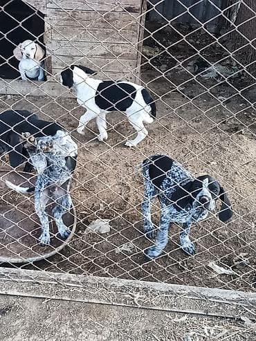 itlerin ucuz qiymete satisi: 2 ay, Erkek, Peyvəndli — 2