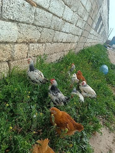 ucuz qoyun: Toyuq, Broyler, Damazlıq — 5