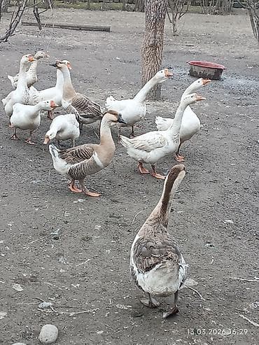 Dovşanlar: Erkək, Ətlik, Ünvandan götürmə — 2