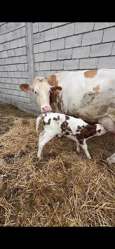 dana inək: Satılır: inək buzovu ilə birlikdə - Cins tipi: Simental tipli — 2