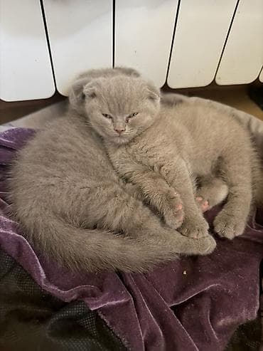 keci balası: Şotland yastı qulaq, Dişi — 8