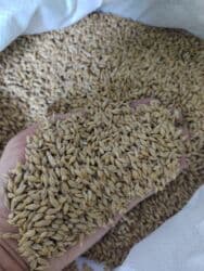 Digər bitkilər: Arpa toxumu – keyfiyyətli, təmizlənmiş və ələnmiş - Məhsul: Arpa — 1