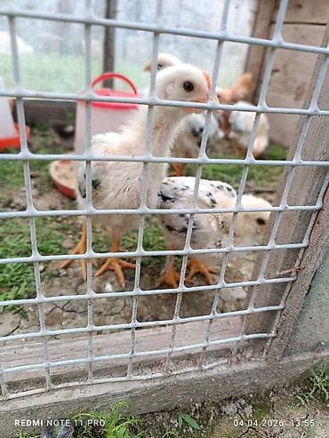 itlerin satisi 2018: Toyuq cücələri, Ətlik, Ünvandan götürmə — 2