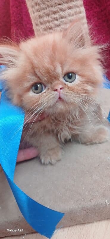 pişik adları erkek: Şinşilla, Yaxşı əllərə — 2