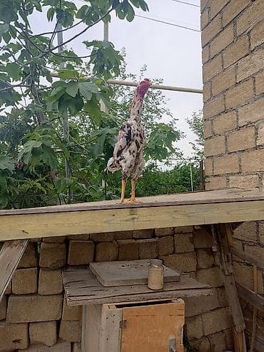 quş xana: Heyratı — 4