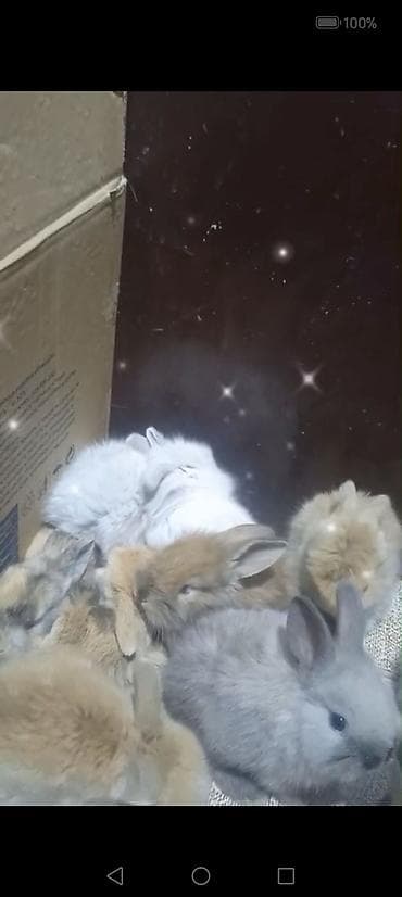 Akvariumlar: Cins ve yerli dovşan balalari. Böyuyen ve boyumeyen. Tek ve top — 6