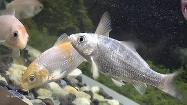 Balıqlar: Tetra balığı, Sülhsevər — 9