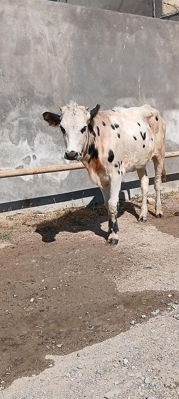 it aliram: Sudluk cinsdi 45gundu kelinde alıb anasıda mendedi özüdə süni — 5
