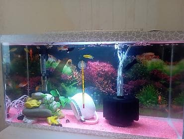 akvaryum balığı: İki akvarium içlərində.pipo filtr.isiq.qizdirici.ic filtri.isdilik — 2