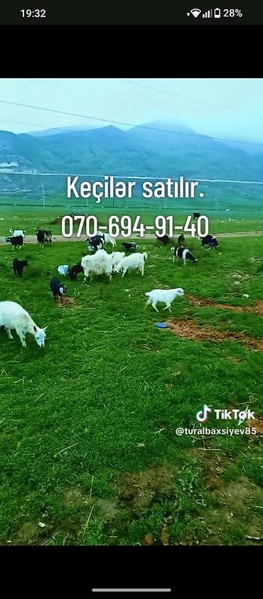balaca heyvanlar: Salam keçirlər satılır analı balalı 38 baş keçidi real alıcıya endirim — 1