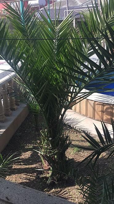 jasmin ağacı: Salam, 15 ədəddir. 6-7 ilin ağackarıdır. Qiymət razılaşma yolu ilə — 2