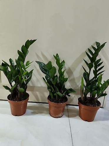 qab gulleri: Otaq bitkiləri – dekorativ saksı kolleksiyası Tərkib: - Dracaena — 7