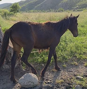 sudluk inek satilir: Salam əleykum dişidir 1 yas 3 aylıqdi Qəhvəyi rəngdə gənc at - Növ — 3
