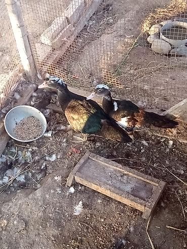 Kənd təsərrüfatı quşları: Dişi, | Lal ördək, Ətlik, Ünvandan götürmə, Ödənişli çatdırılma — 1