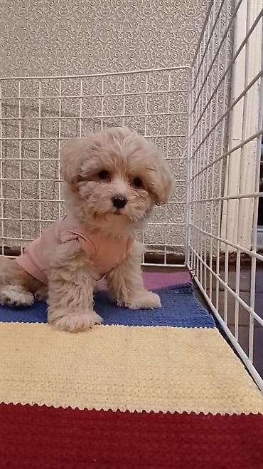 ит мурун: 3 месяца, Самка, С прививками, Самовывоз — 9