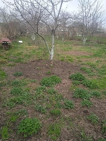 Kənd təsərrüfatı lalafo.az -da Kənd təsərrüfatı