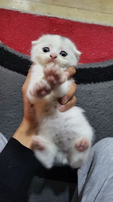 pişik tualet: Şotland yastı qulaq — 11