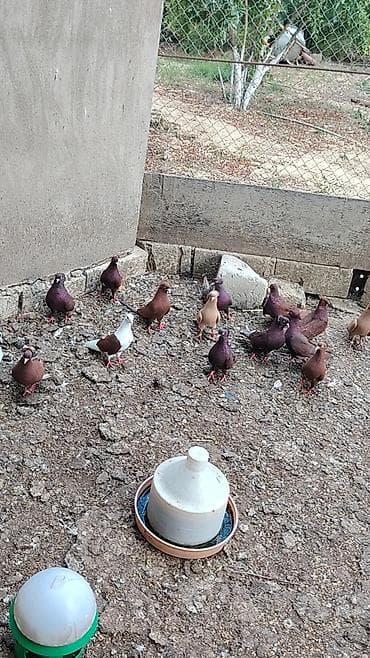 Qan qırmızılar 1 dənəsi 30 AZN — 1