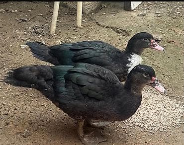 Muscovy ördəkləri (indo-ördək) – 3 baş - Cinsi: Muscovy (hind ördəyi)