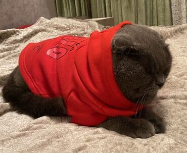 K/t heyvanları və malları: Temiz shotland biraz arxa sol ayaginda problem var hundurlukden — 2