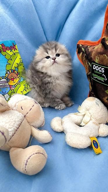 Şotland uzun tüklü