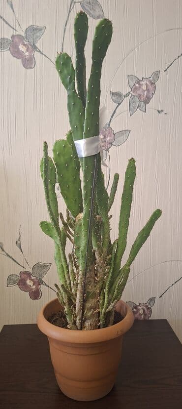 Ağaclar: Satılır: otaq bitkiləri (şəkillərdəki qabları ilə) 1) Oxalis — 4