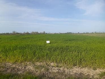 sabuncu rayonunda evler: Kənd təsərrüfatı — 7