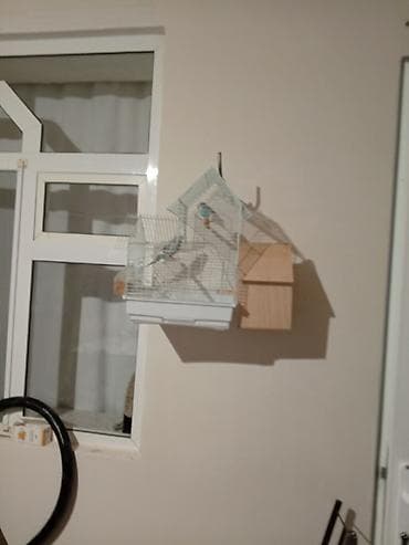koşka: Cüt erkəy tişi papuqay ünvan Şəmkir rayon Zəyəm cırdaxan kəndi — 1