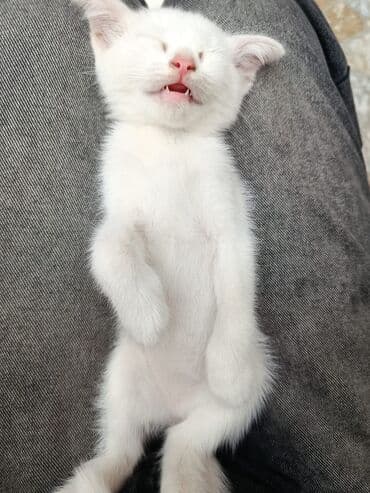 мейн кун купить в баку: Yaxşı əllərə — 3