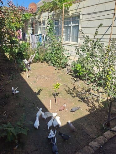 hazır yuva: Məhsul: Ev şəraitində saxlanan göyərçinlər və hazır quşxana Təsvir: - — 2