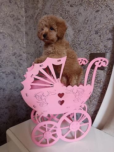 Pudel, 2 ay, Dişi — 5