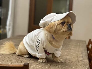 it ucun paltar: Pekines, 2 ay, Erkek, Ödənişli çatdırılma — 1