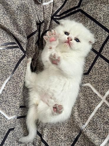 britanski pisik: Britan — 1