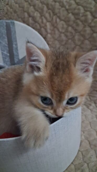 depo gold instagram: Qızıl şinşilla, Dişi, Yaxşı əllərə, Ünvandan götürmə, Ödənişli çatdırılma — 5