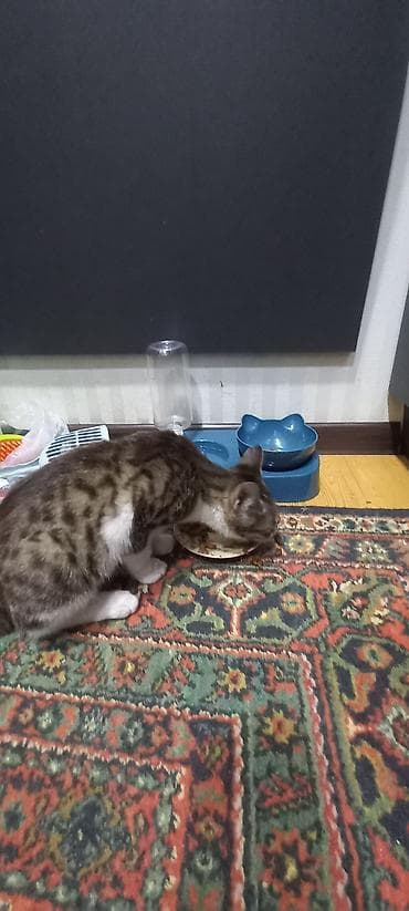 mustanq heyvan: Pisik balasi sahiblendirilir.Aktiv qum medeniyyeti var Təsvir: - Şüşə — 3