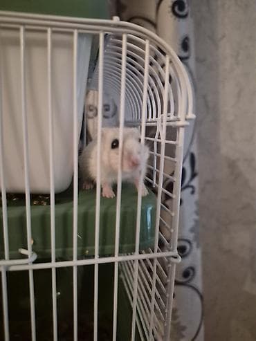 Daşıma çantaları: Ağ 2 eded Kiçik xamyak qəfəs və aksesuar dəsti.Baladirlar.Qarayevden — 3