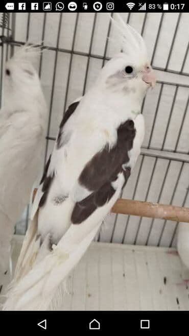 попугай ара цена: Yanaqsız karellalar cüt 250 - 370 azn — 3