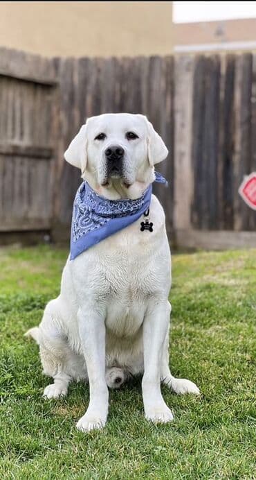 лабрадор купить: Labrador-retriver, 2 ay, Erkek, Peyvəndli — 6