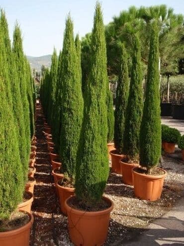 bonsai ağacı haqqında məlumat: Hər növ dekorativ ağac və güllərin satışı 🔵Sifarişlərini çatdırılması — 15